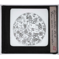 La Sédimentation. Craie vue au microscope.