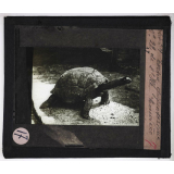 Reptiles et amphibiens. Tortue gigantesque de l'Île Maurice.