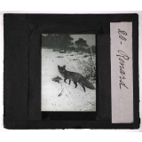 Oiseaux et mammifères nuisibles. Renard.