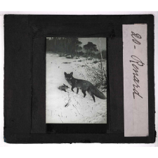 Oiseaux et mammifères nuisibles. Renard.