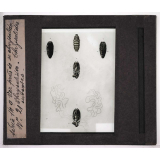 Les Maladies des vers à soie. Ver près de sa chrysalide. Chrysalides. Chrysalides ouvertes.