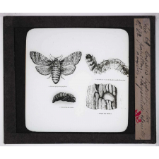 Les Ravageurs de forêts. Cossus ligniperda. Papillon, chrysalide, chenille, coques.