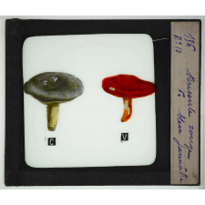 Notions élémentaires sur les champignons comestibles et vénéneux. Russule rouge, russule bleu jaunâtre.