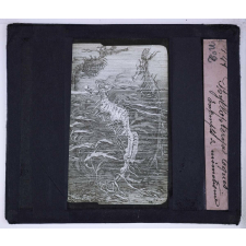Les Conditions de la vie dans les eaux. Phyllopteryx Eques. Exemple de mimétisme.