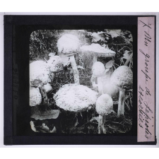 La Vie des champignons. Un groupe de Lépiotes excoriées.