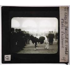 Les Races bovines. Vache bretonne.