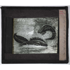 Ce qu'on voit dans une mare. Triton crêté et triton alpestre.