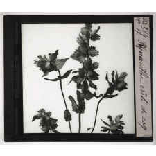 Les Plantes saprophytes, mutualistes et parasites. Rhinanthe crête de coq.