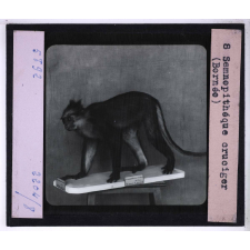 Singes et lémuriens. Semnopithéque cruciger (Bornéo).