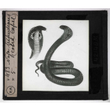 Morsures de serpents venimeux. Naja tripudians (cobra capel).