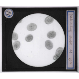 Digestion et circulation. Globules de sang. 