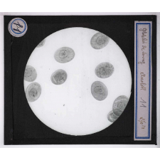 Digestion et circulation. Globules de sang.