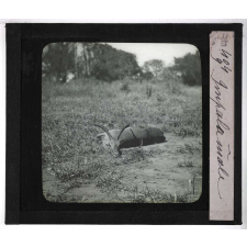 Chasse au moyen et au petit gibier africain du Mozambique. Impala mâle.