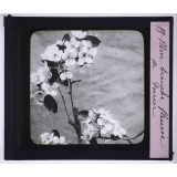 L'Art à l'école, décoration par les fleurs de printemps. Une branche fleurie de poirier.