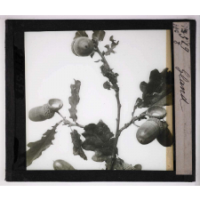 L'Ovaire et le fruit. Gland.