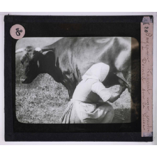 Les Régions de craie du nord de la France (Amiénois) (géographie physique et humaine). Paysanne trayant une vache à Domart-sur-la-Luce.