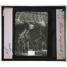Les Fossiles de l'ère tertiaire et de l'ère quaternaire. Cervus mégacéros.