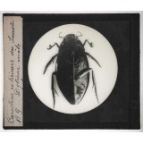 Caractères extérieurs des insectes. Dytique mâle.
