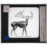 Ère quaternaire, ustensiles, nature, fossiles. Cerf à bois gigantesques.