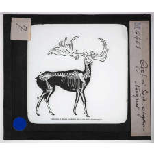 Ère quaternaire, ustensiles, nature, fossiles. Cerf à bois gigantesques.