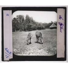 Jardins zoologiques. Les zèbres.