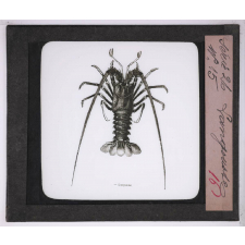 La Culture des eaux. Langouste.
