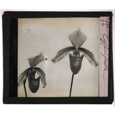 Les Orchidées. Cypripède.