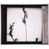 Les Orchidées. Ophrys mouche.