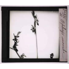Les Orchidées. Ophrys mouche.