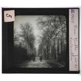 Forêts de France. Feuillus et résineux. Vieux trembles. Forêt de Fontainebleau.