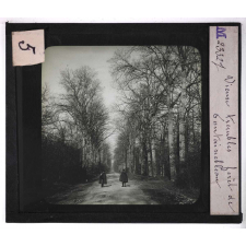 Forêts de France. Feuillus et résineux. Vieux trembles. Forêt de Fontainebleau.