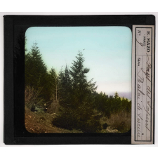 Au pays des sapins. Balai de sorcière.