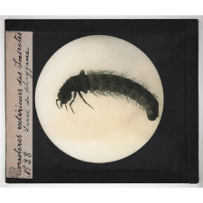 Caractères extérieurs des insectes. Larve de phrygane.