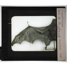 Insectivores & chéiroptères. Aile de la chauve souris roussette.