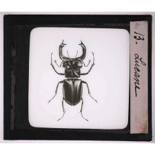 Les Insectes et les arachnides. Lucane.
