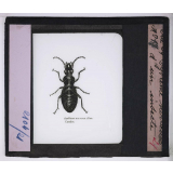 Système nerveux. Système nerveux d'un insecte.