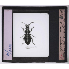 Système nerveux. Système nerveux d'un insecte.