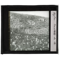 Ceylan. Cueillette du thé.