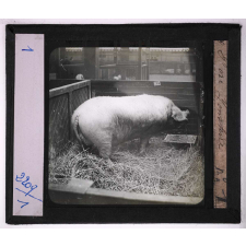 Races de bœufs, porcs, moutons. Porc Yorskire.