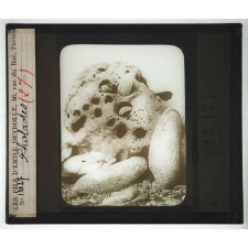 Les Mollusques comestibles. Pholades.