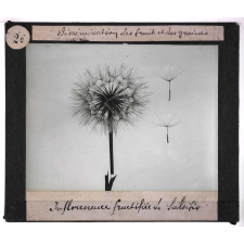 Dissémination des fruits et des graines. Inflorescence fructifiée de salsifis.