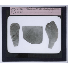 Les Transformations du monde végétal. Calamites et Asterophyllites.