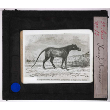Ère Tertiaire. Anoplothérium.