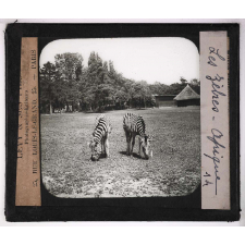 Jardins zoologiques. Les zèbres - Afrique.