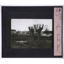 Les Oseraies pratiques. Le saule-osier.