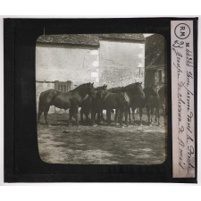 Perche. Une ferme dans le Perche. Groupe de chevaux de 18 mois.