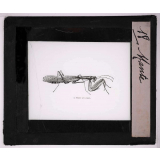 Les Insectes et les arachnides. Mante.