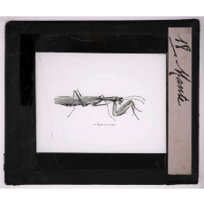Les Insectes et les arachnides. Mante.