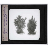 Les Plantes de grande culture. Ajonc marin et ajonc queue-de-renard.