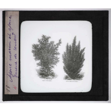 Les Plantes de grande culture. Ajonc marin et ajonc queue-de-renard.